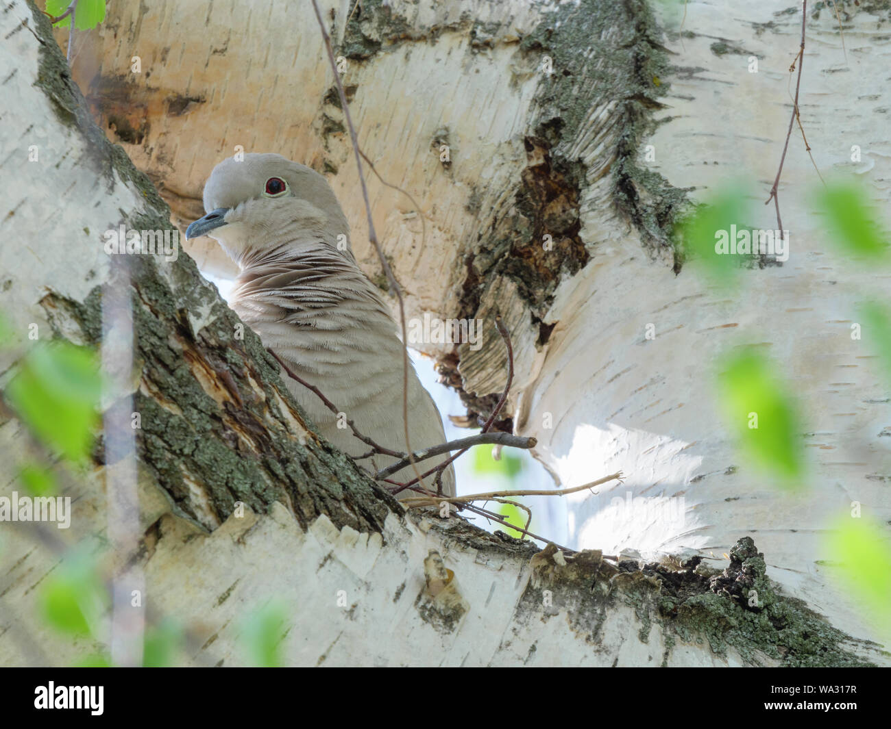 Streptopelia decaocto. The nest of the Collared Dove in nature. Russia, the Ryazan region, Ukholovo. Stock Photo