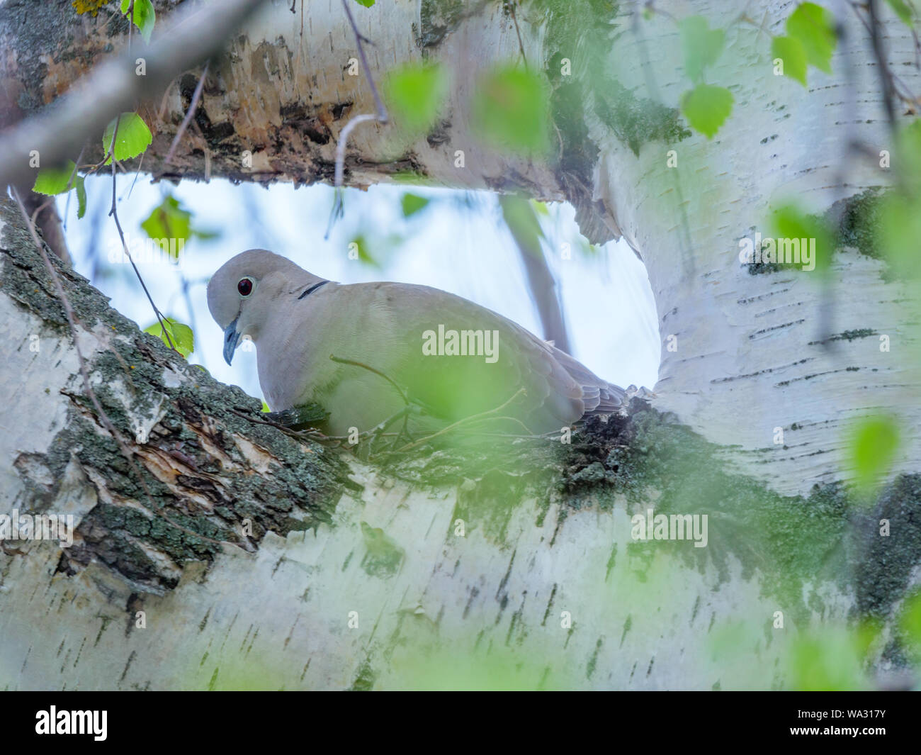 Streptopelia decaocto. The nest of the Collared Dove in nature. Russia, the Ryazan region, Ukholovo. Stock Photo