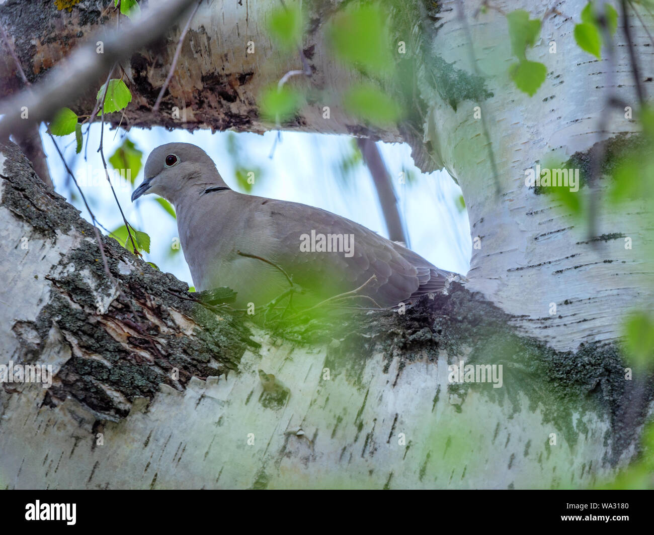 Streptopelia decaocto. The nest of the Collared Dove in nature. Russia, the Ryazan region, Ukholovo. Stock Photo