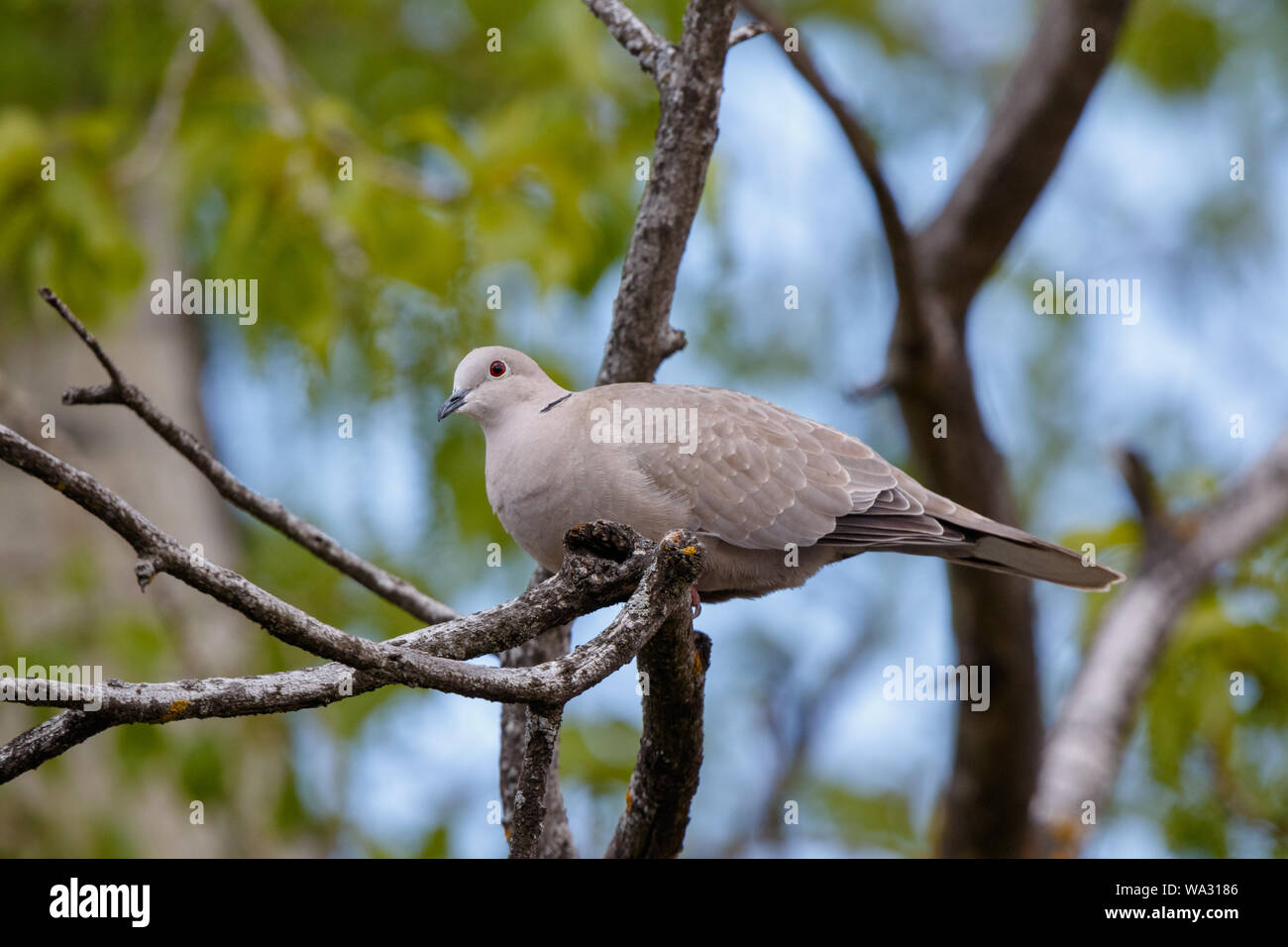 Collared Dove (Streptopelia decaocto). Russia, the Ryazan region
