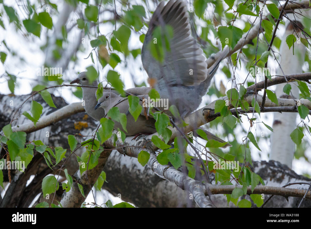 Collared Dove (Streptopelia decaocto). Russia, the Ryazan region, Ukholovo. Stock Photo