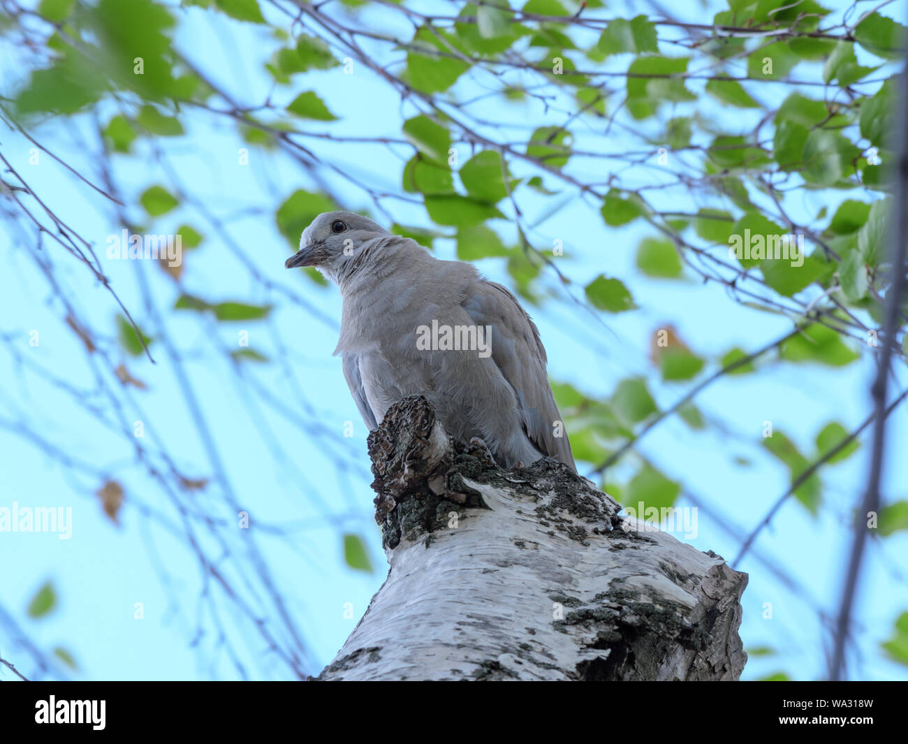 Collared Dove (Streptopelia decaocto). Russia, the Ryazan region