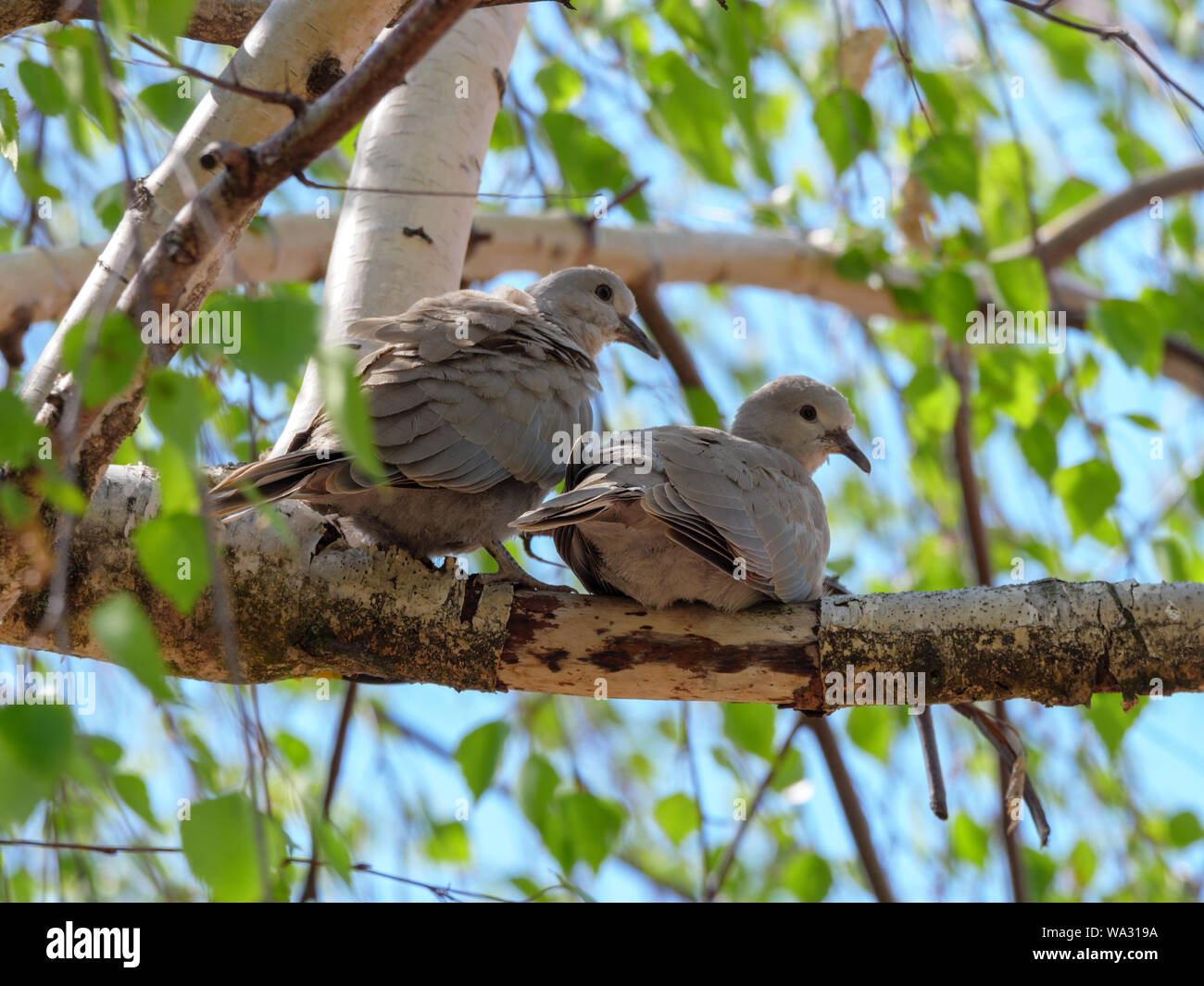 Collared Dove (Streptopelia decaocto). Russia, the Ryazan region