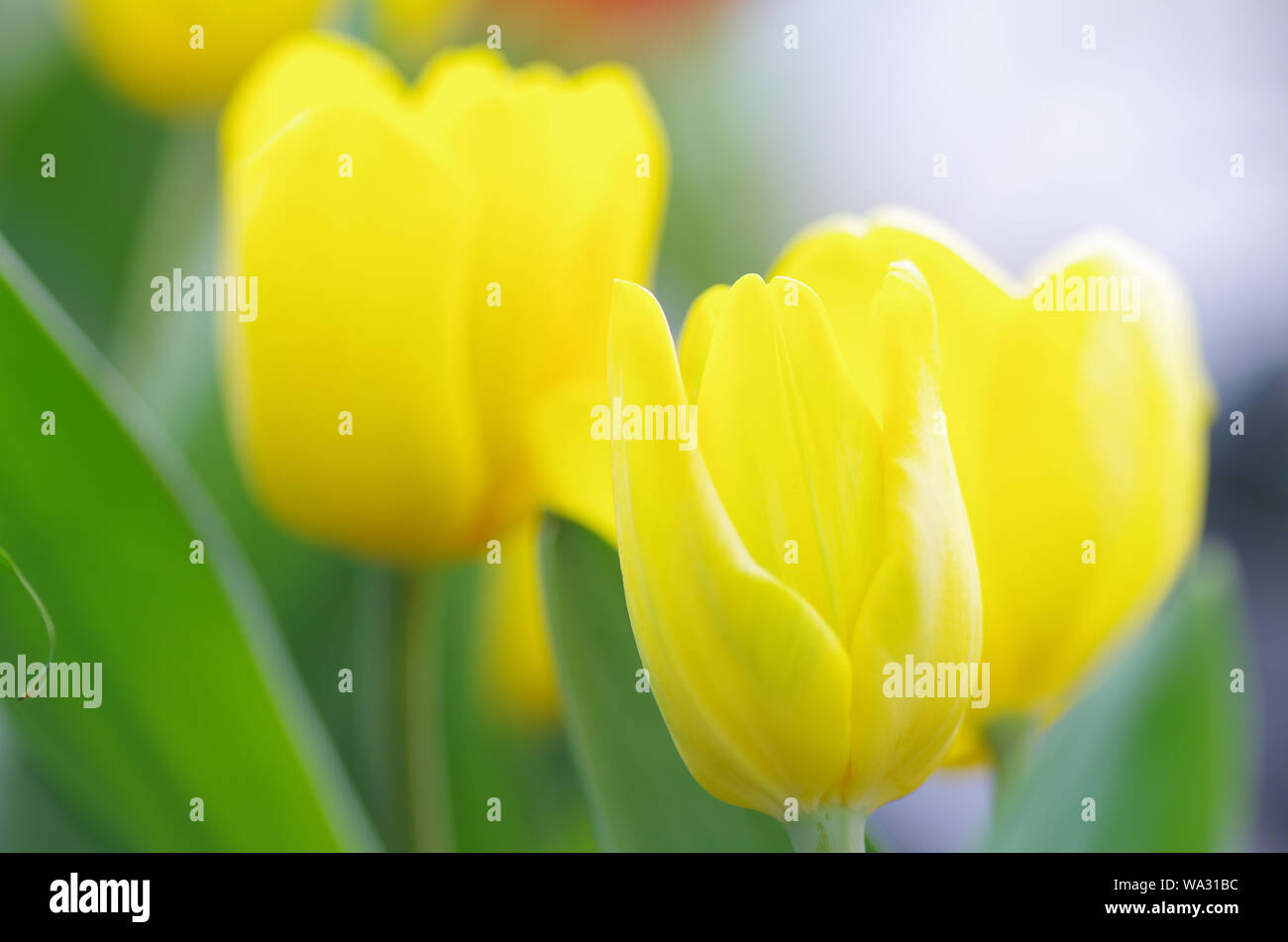 Yellow tulips Stock Photo