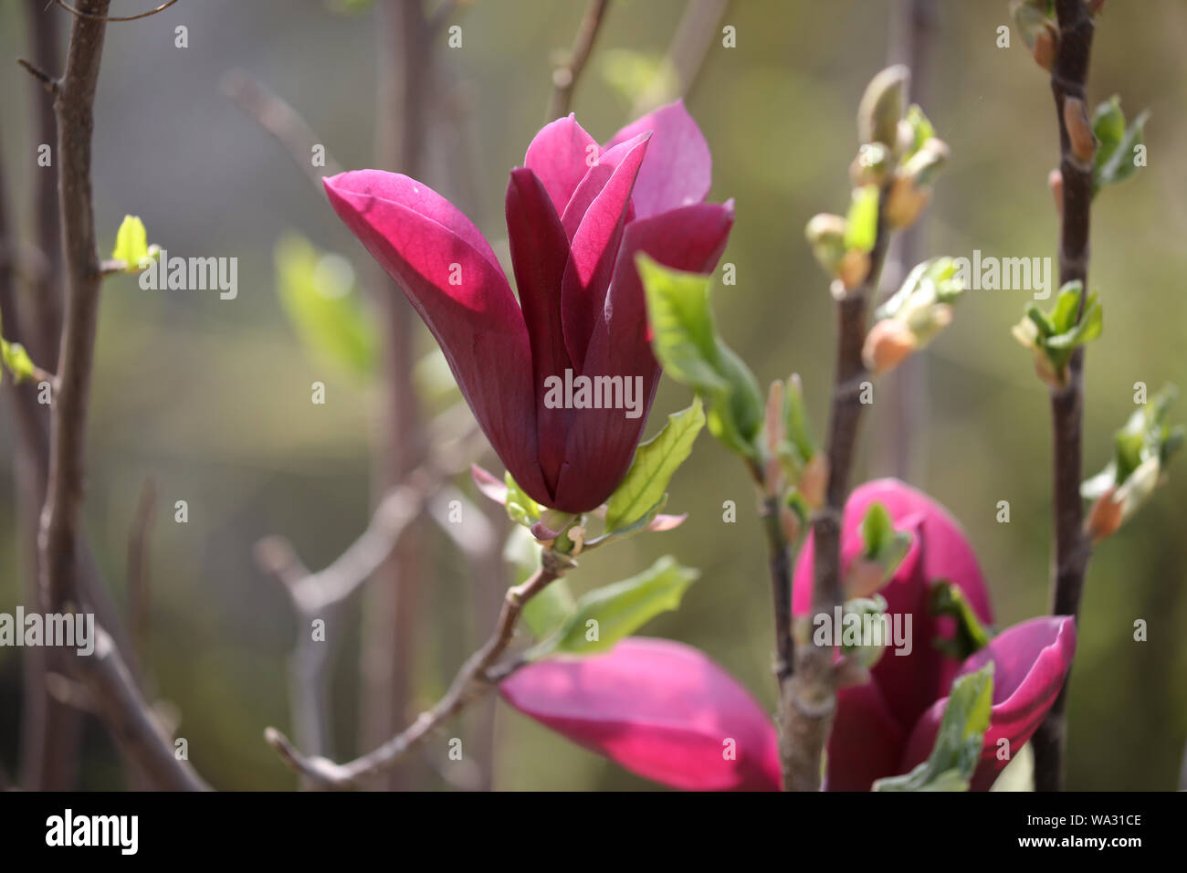 Magnolia flower buds hi-res stock photography and images - Alamy