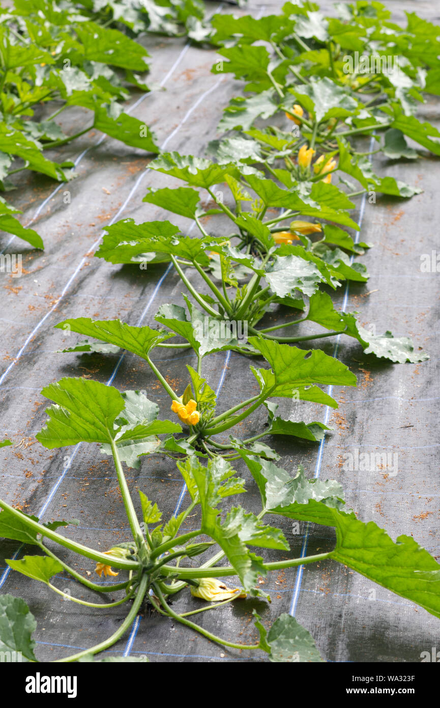 summer squash growing in the garden Stock Photo Alamy