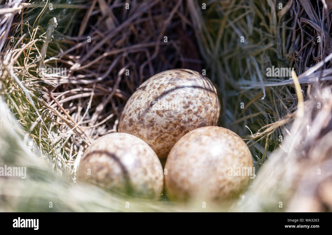 three quail eggs in a nest Stock Photo