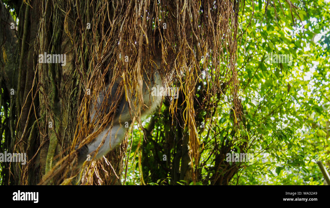 Dragons Tree High Stock Photography and Images - Alamy