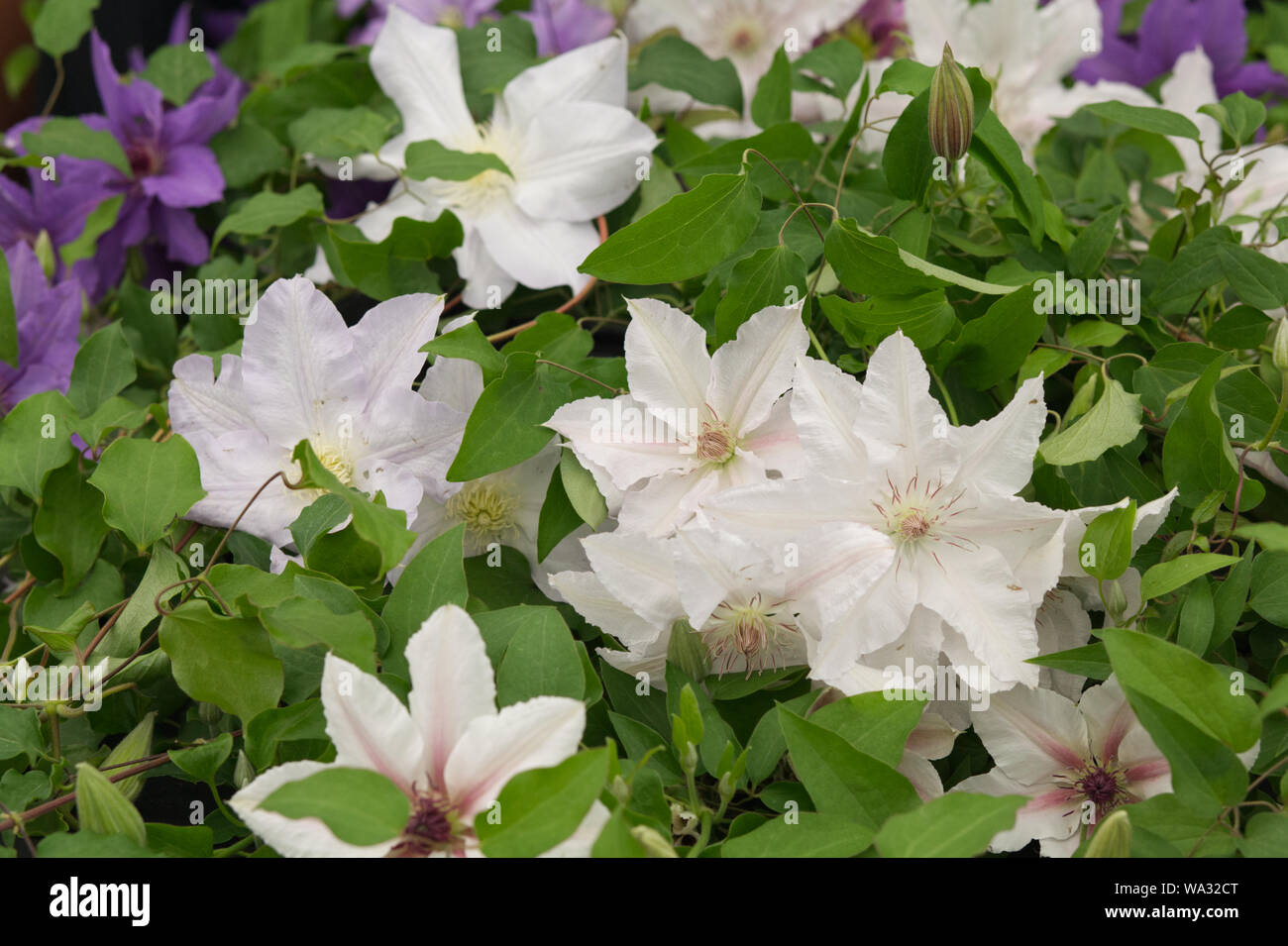 white clematis flowering in the garden Stock Photo Alamy
