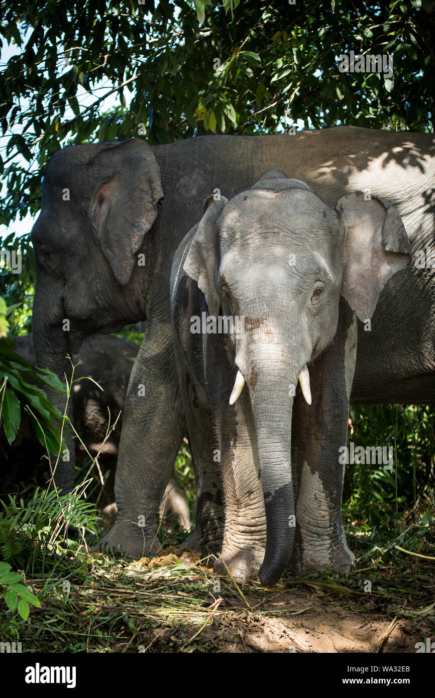 A small herd of pygmy elephants wander down to the waterside on the Kinabatangan river, Sabah, Borneo. Stock Photo