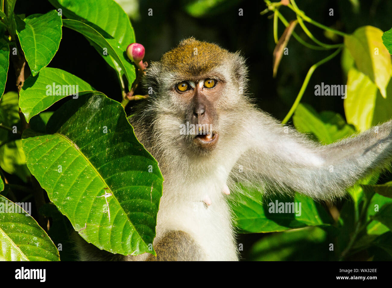 A pig tailed macaque peers out from the foliage next to the Kinabatangan river, Sabah, Borneo Stock Photo
