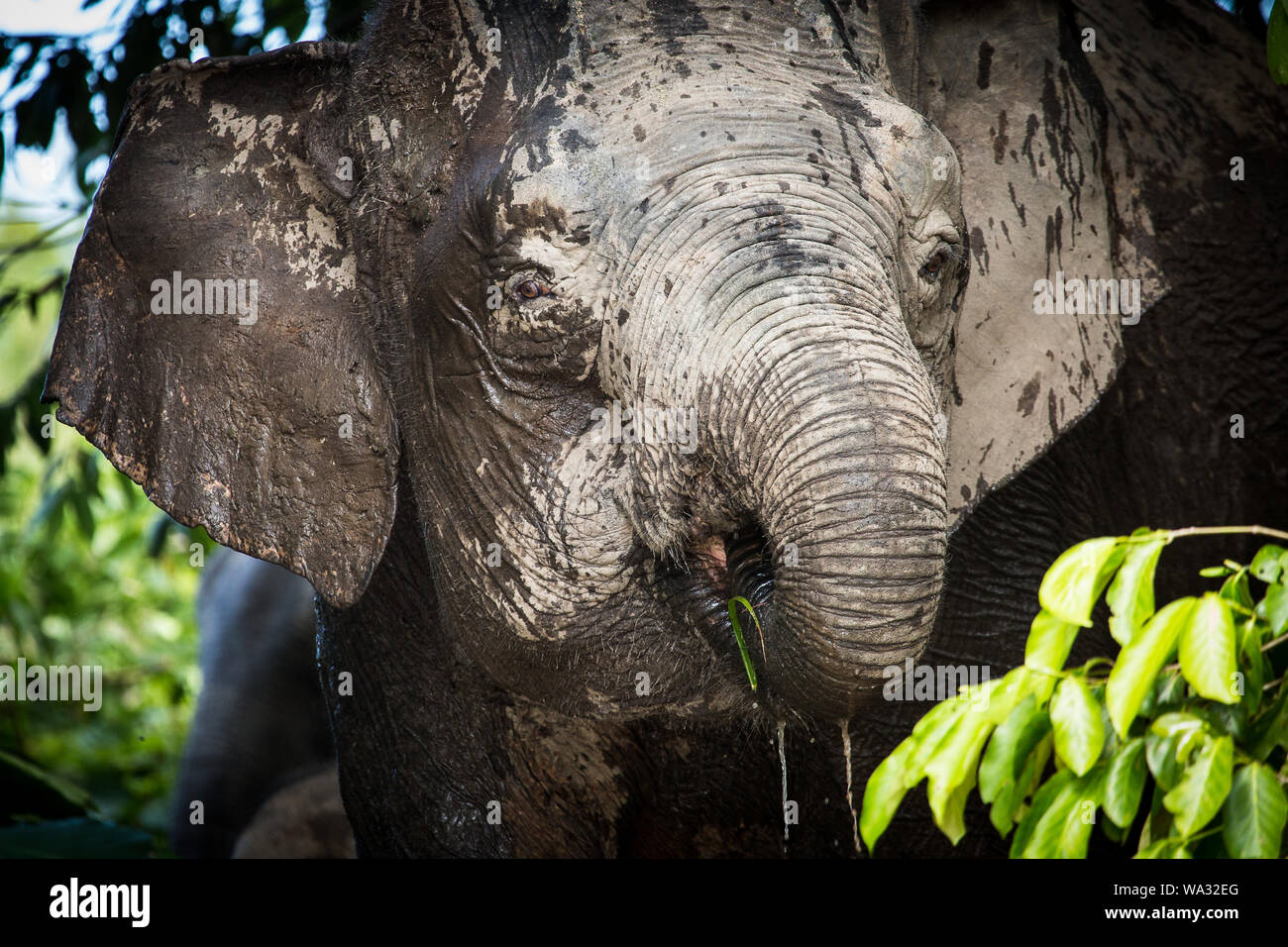 An adult pygmy elephant bathes in the mud of the Kinabatangan river, in Sabah, Borneo Stock Photo