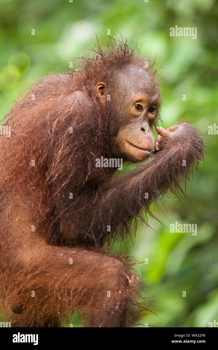 A damp orangutan prowls the walkways around Sepilok Rehabilitation Centre, Sabah, Borneo Stock Photo