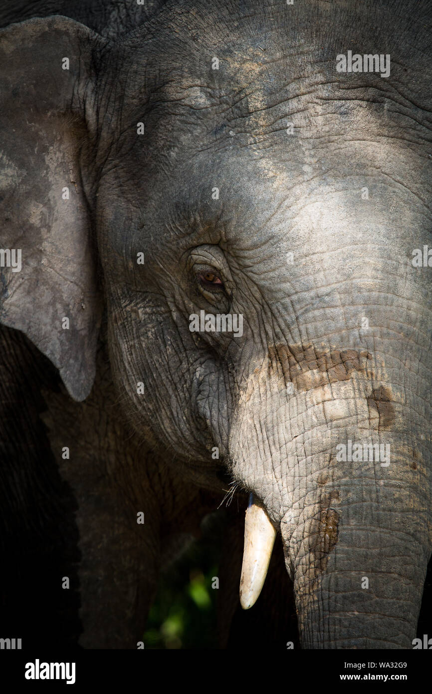 Close up of a pygmy elephant encountered on the Kinabatangan river, Sabah, Borneo Stock Photo