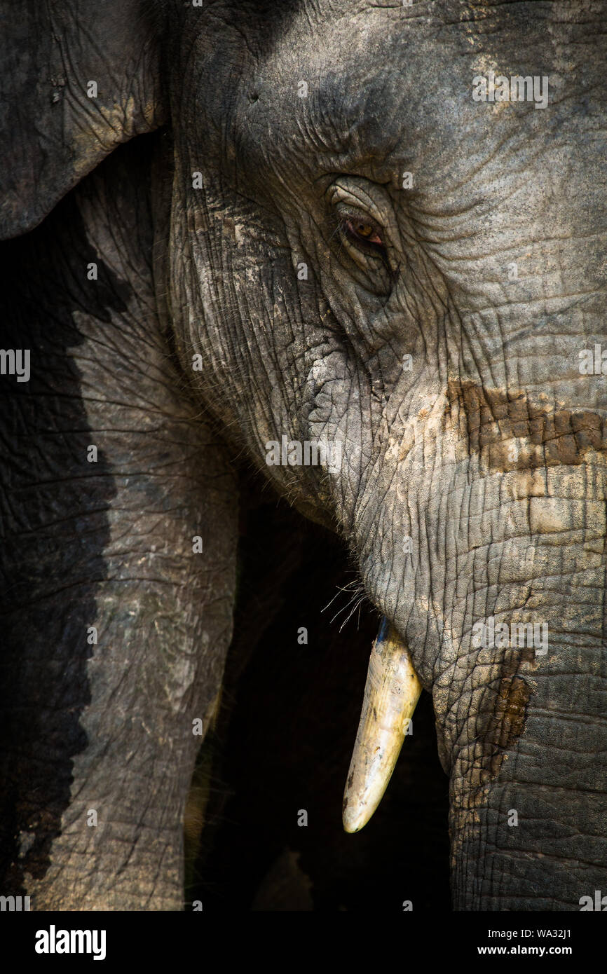 Close up of a pygmy elephant encountered on the Kinabatangan river, Sabah, Borneo Stock Photo