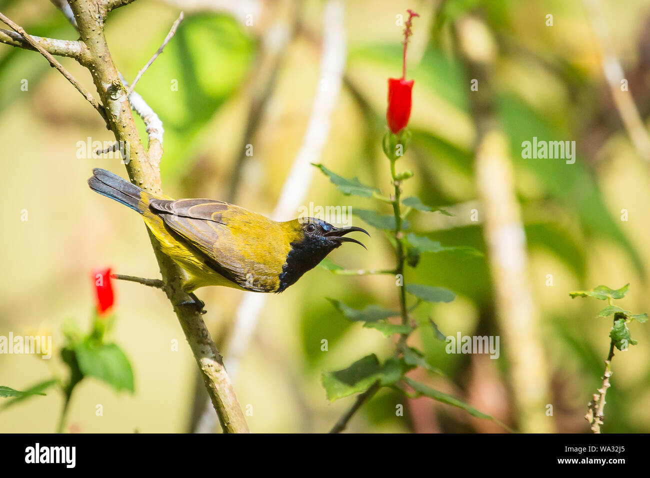 An olive-backed sunbird calls out in the rainforests of Sabah, Malaysian Borneo Stock Photo