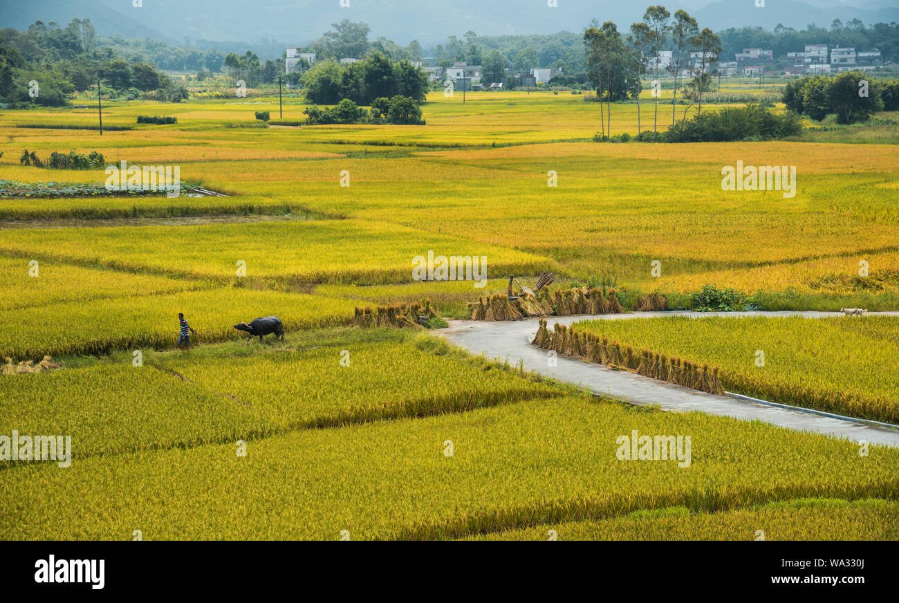 Rice paddies golden earth Stock Photo Alamy