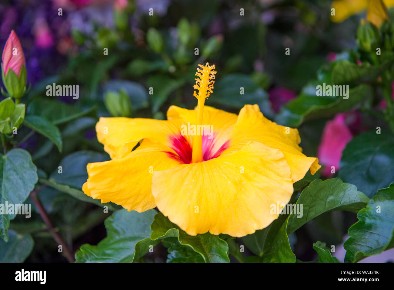 Hardy hibiscus rose of sharon and tropical hibiscus. Exotic plants and flowers. Gorgeous hibiscus flower close up. Flowers large conspicuous trumpet shaped with five or more petals. Yellow hibiscus. Stock Photo