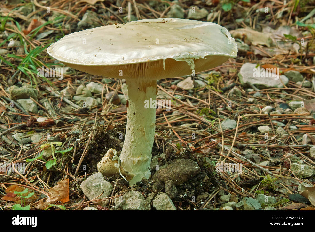 ripe specimen of gilled mushroom, agaricus campestris, agaricaceae Stock Photo