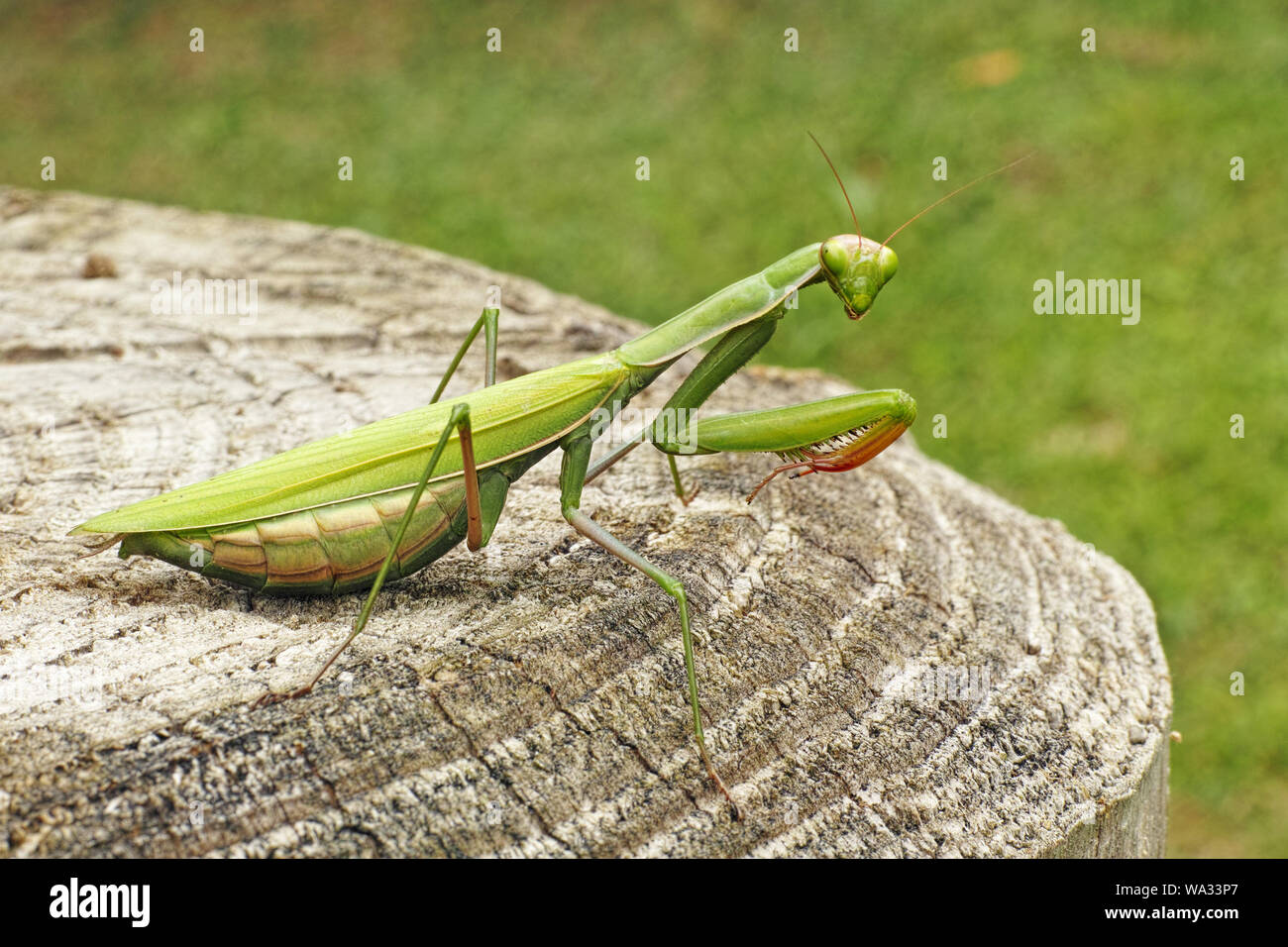 green adult female of european mantis Stock Photo