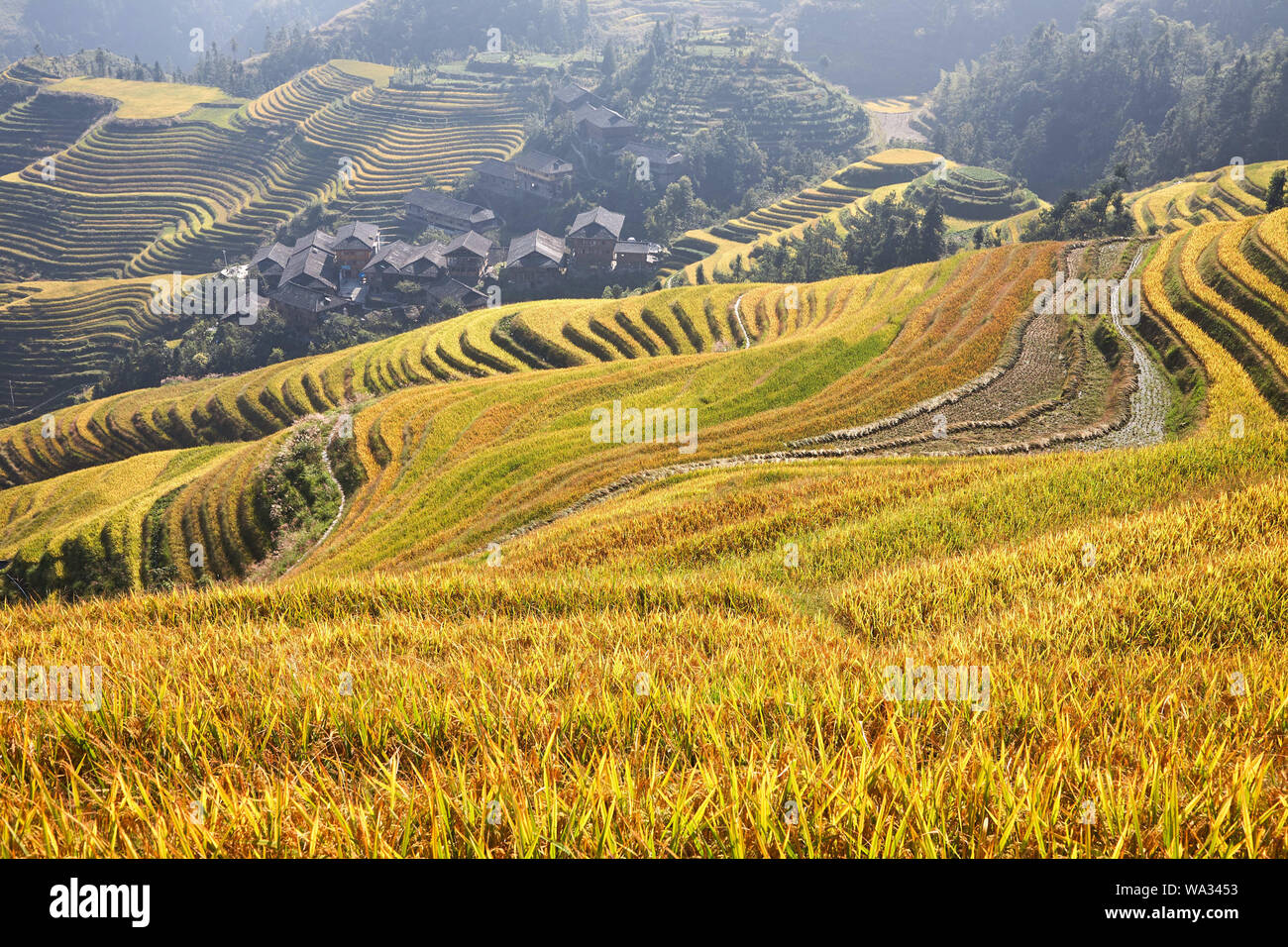 Dragon born dragon ridge terrace in guilin Stock Photo - Alamy