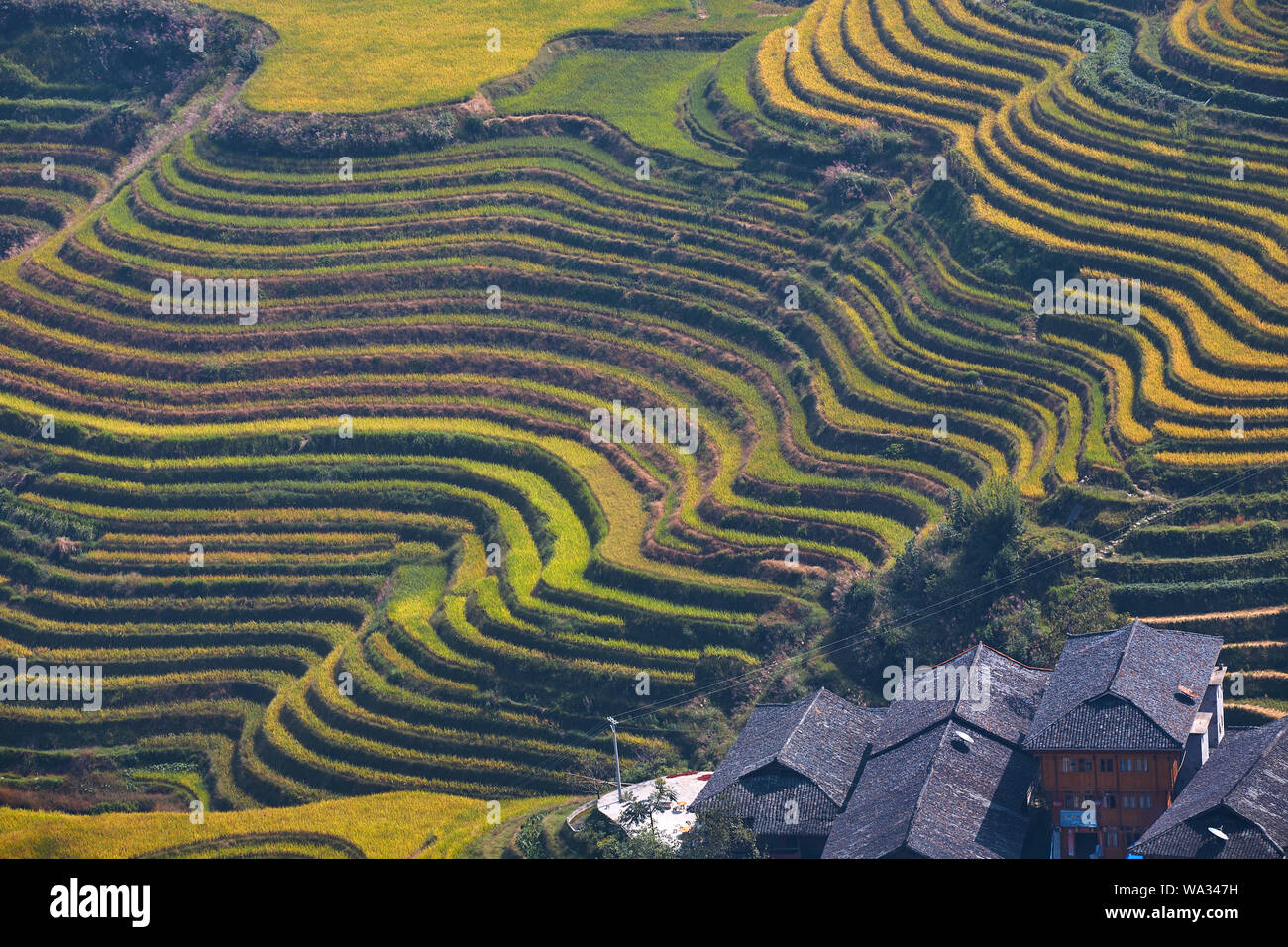 Dragon born dragon ridge terrace in guilin Stock Photo - Alamy