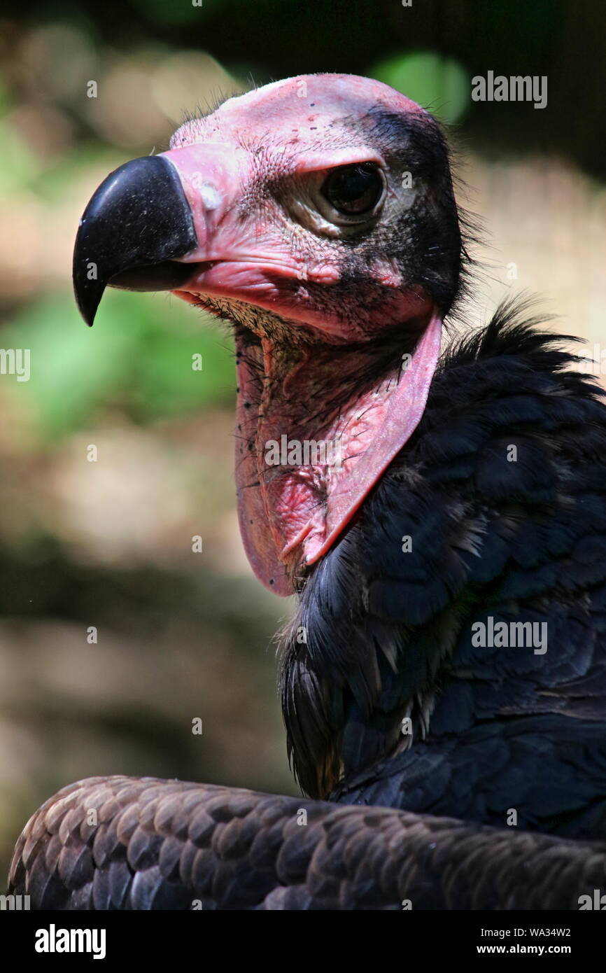 Red headed vulture (Sarcogyps calvus) in captivity Stock Photo