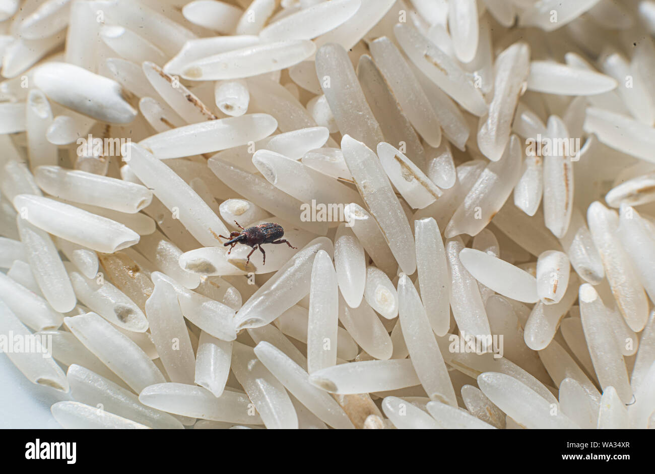 Rice Weevils (Sitophilus oryzae) in rice. Stock Photo