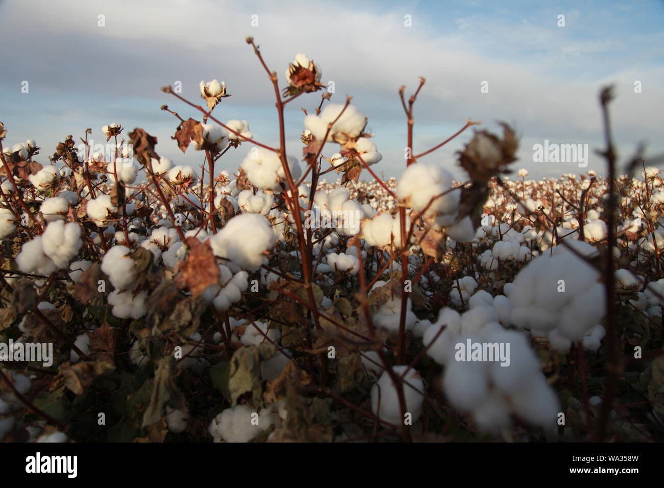 Xinjiang cotton hires stock photography and images Alamy