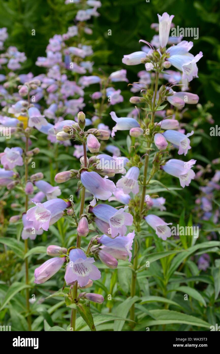 Penstemon Stapleford Gem pestemon Sour Grapesdelicate narrow panicles
