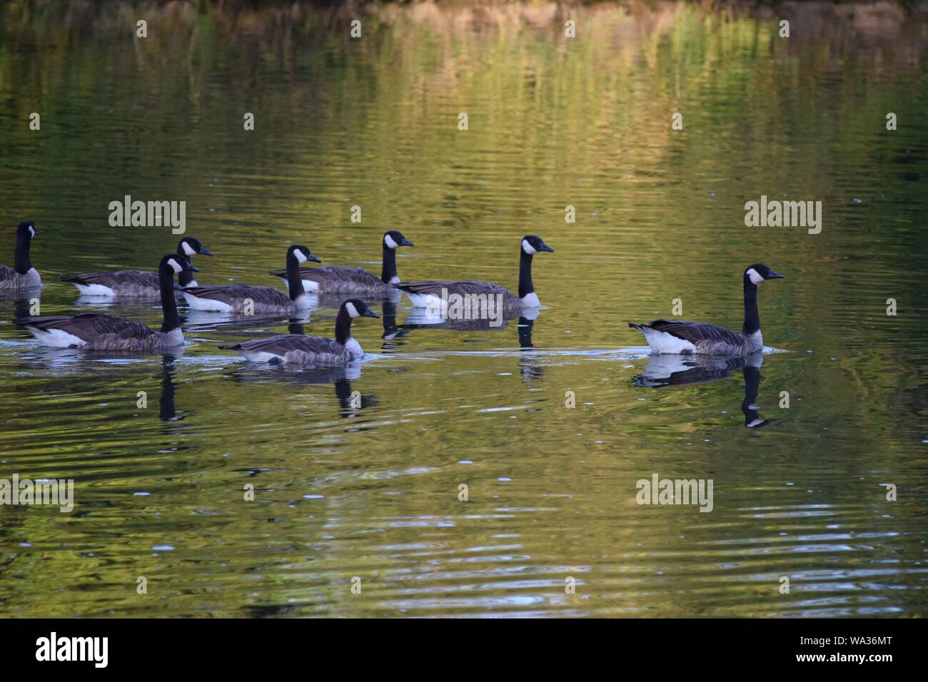 Formation of Canada geese Stock Photo