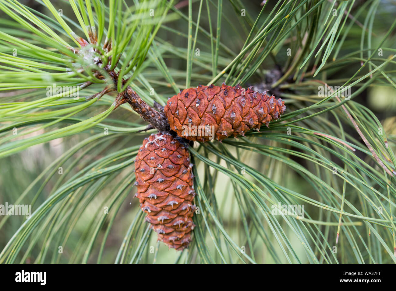 Pinus ponderosa,  ponderosa pine, bull pine, blackjack pine cones on twig closeup Stock Photo