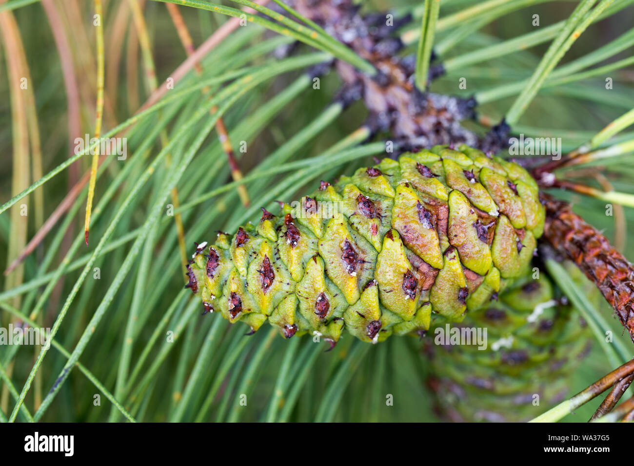 Pinus ponderosa,  ponderosa pine, bull pine, blackjack pine cones on twig closeup Stock Photo
