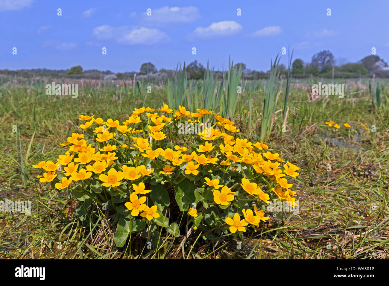 Marsh-marigold / kingcup (Caltha palustris subsp. palustris) in flower in spring Stock Photo