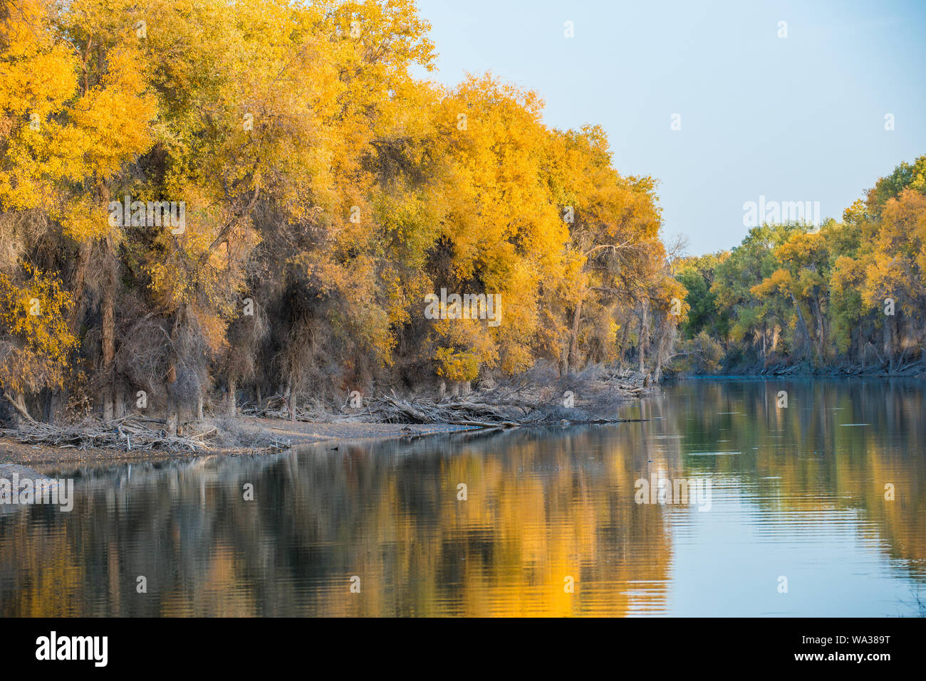 Luntai tarim river Euphrates poplar park Stock Photo