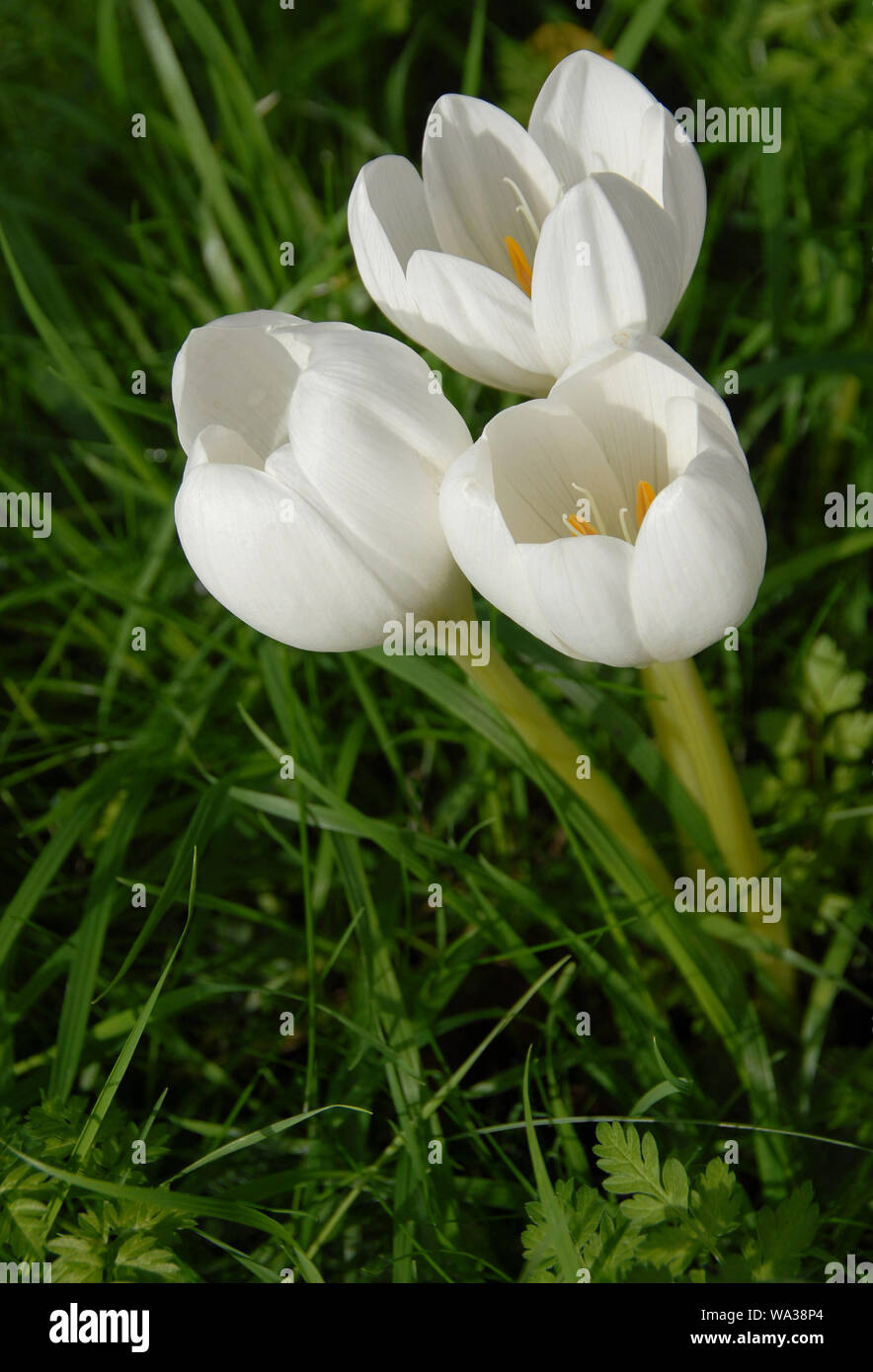 Colchicum speciosum' Album'  white autumn crocus Stock Photo