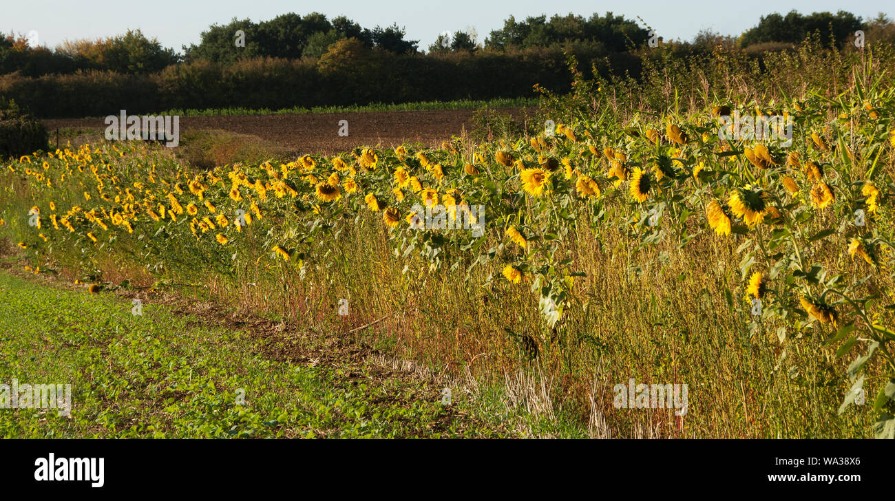 Sunflowers edge a field in North Kesteven, Lincolnshire Stock Photo