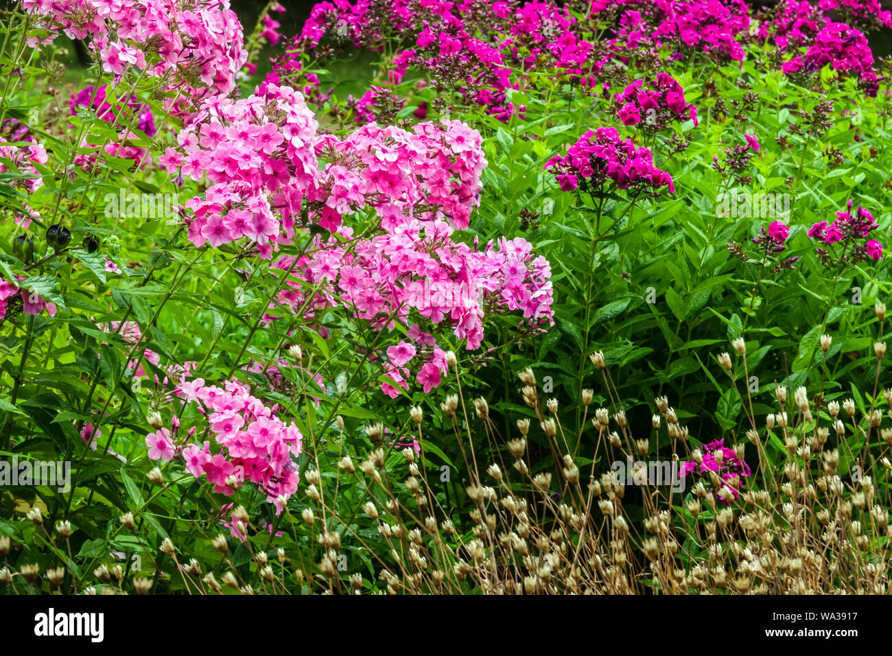 Pink Garden Phlox,  perennial plant Stock Photo