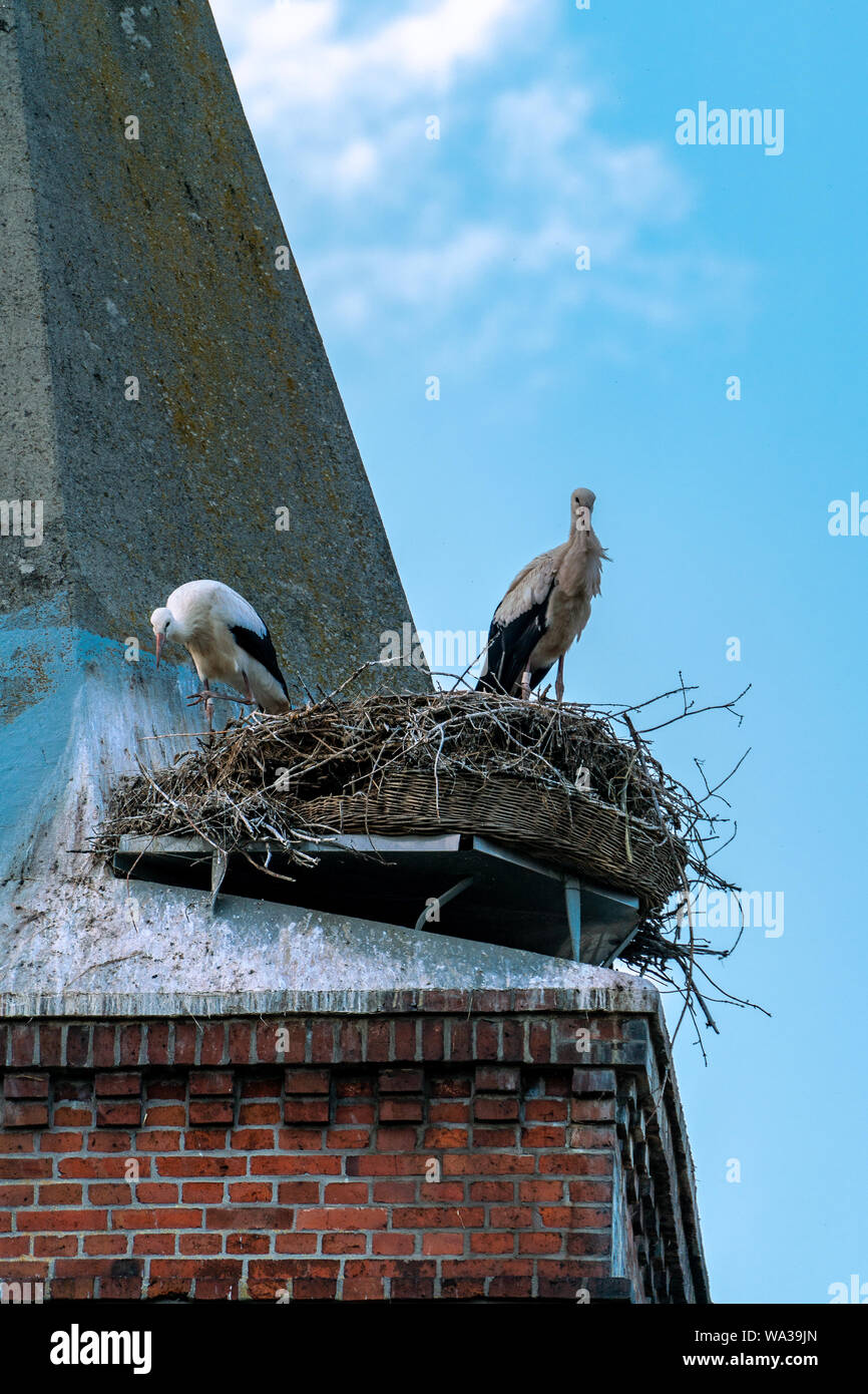 Close up of the stork couple in it´s nest on the roof of Guelpe (Havelaue) church tower Stock Photo