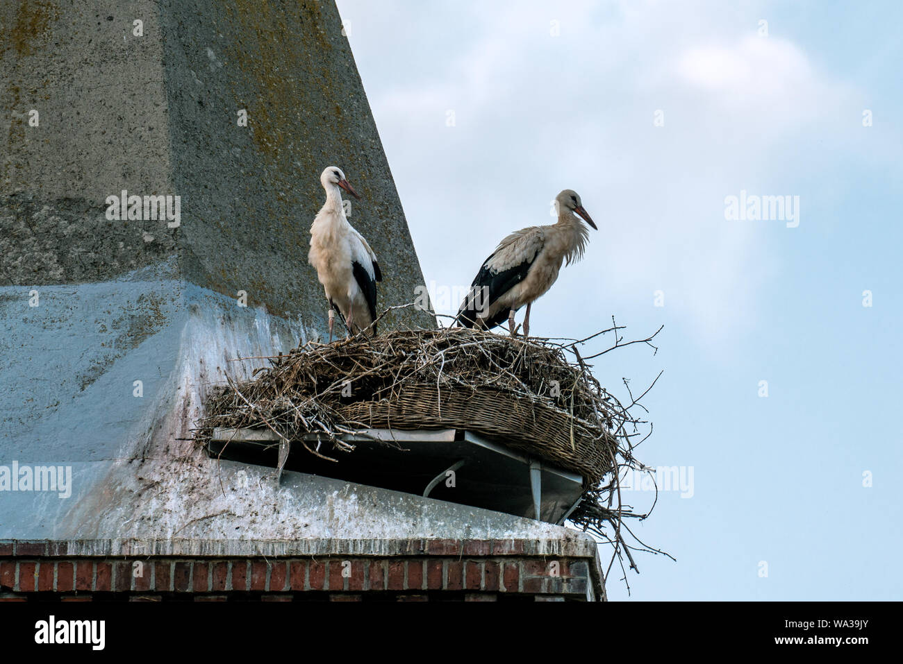 Close up of the stork couple in it´s nest on the roof of Guelpe (Havelaue) church tower Stock Photo