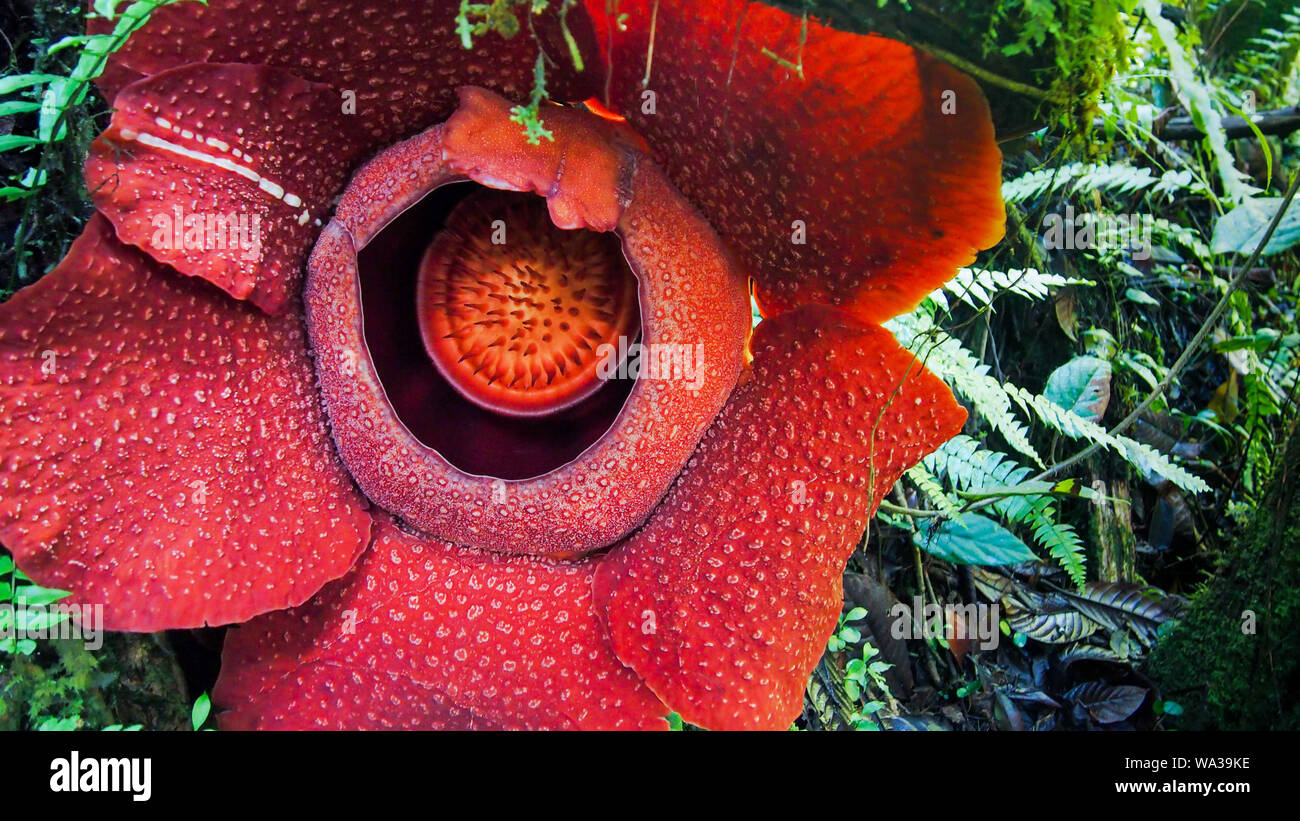 Rafflesia Flower The Biggest Flower In The World That Can Be Found In Southeast Asia Stock Photo Alamy