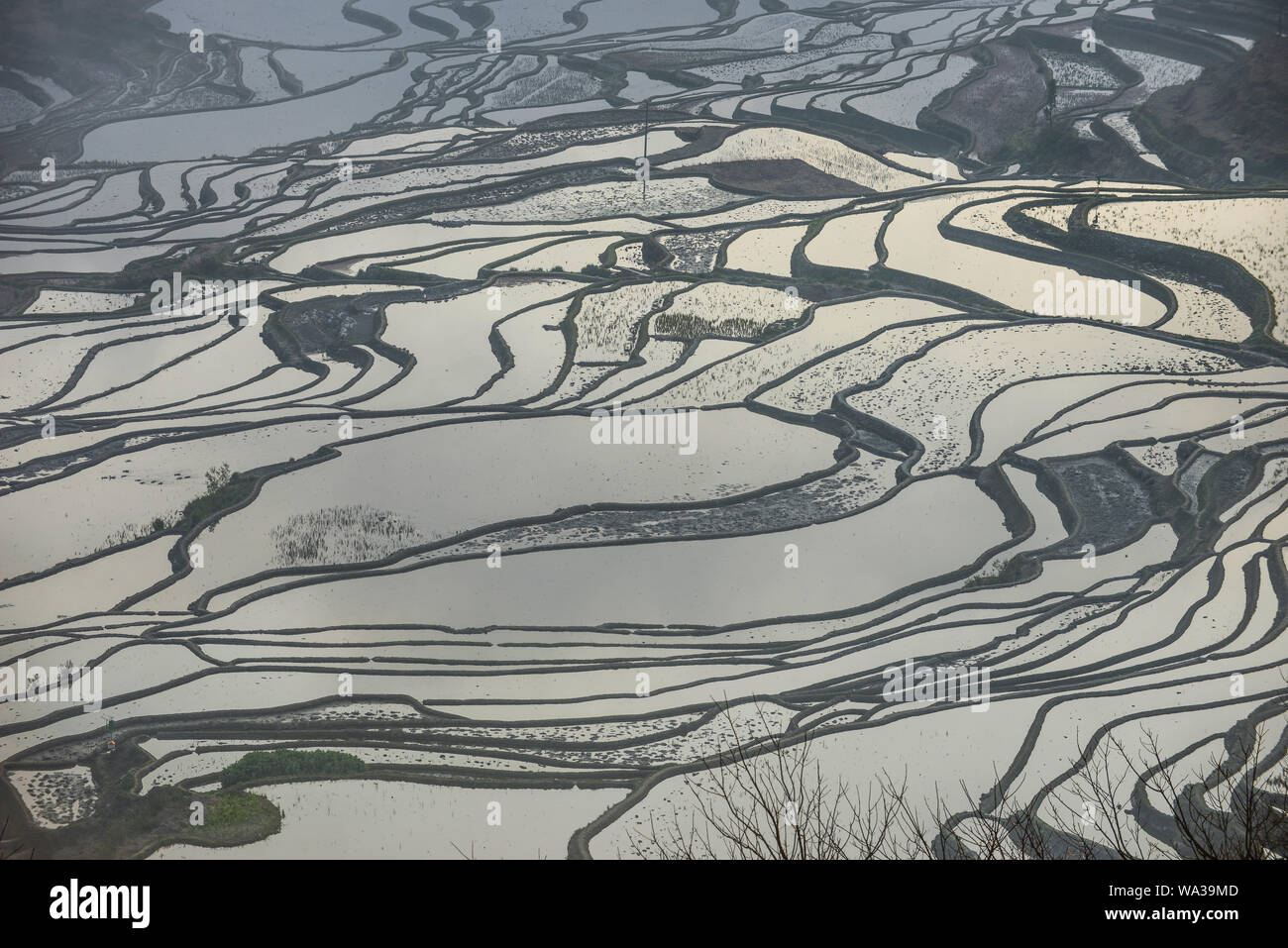 Yuan Yang terraces Stock Photo