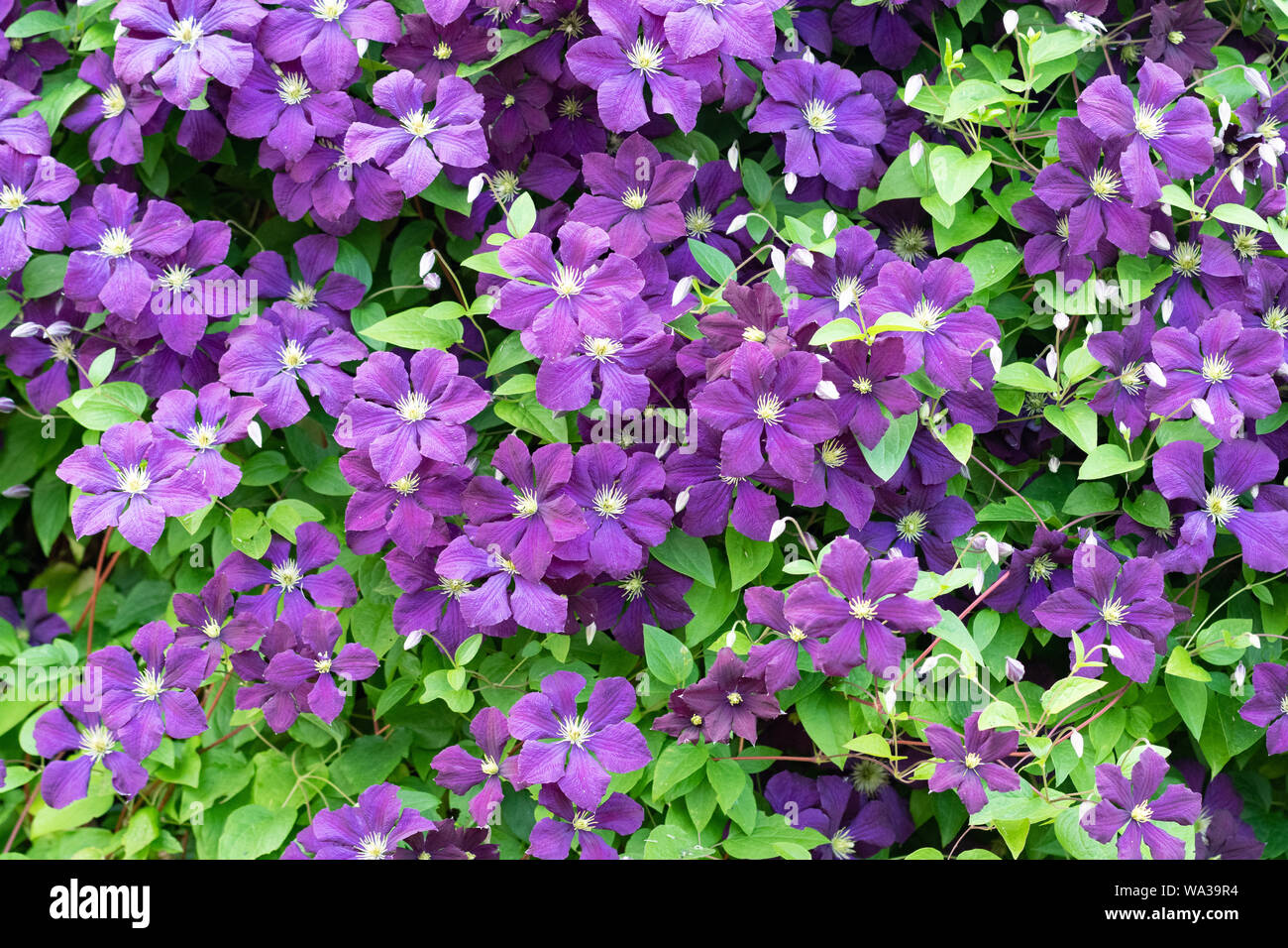 Clematis 'Etoile Violette' Stock Photo