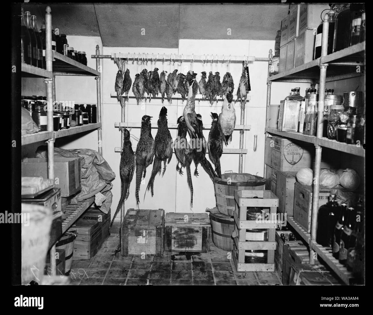 Birds hanging in larder Stock Photo Alamy