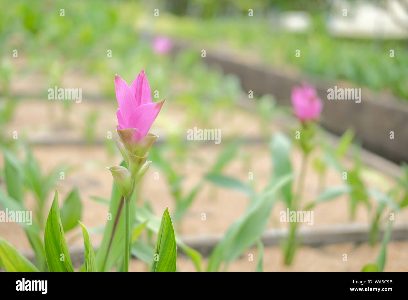 siam tulip flower garden field. Curcuma alismatifolia Stock Photo