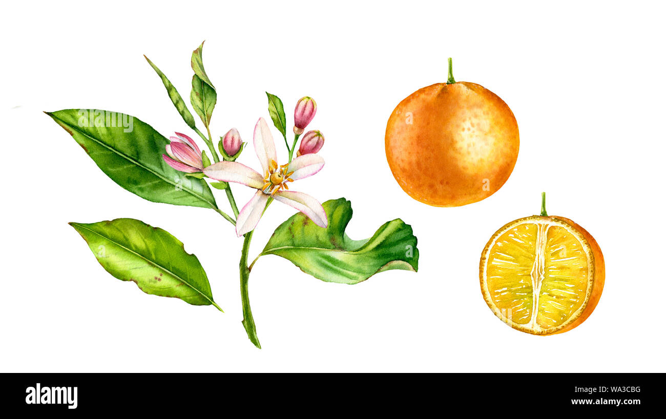 Orange fruit tree branch with flowers. Realistic botanical watercolor illustration with half slice citrus, hand drawn isolated floral set on white. Stock Photo