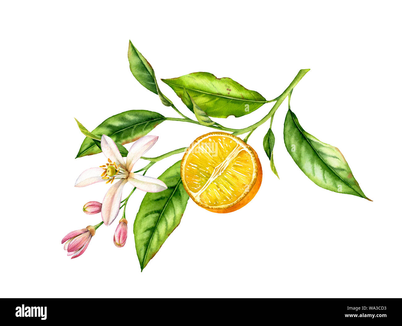 Orange fruit branch with flowers. Realistic botanical watercolor illustration with half slice citrus, hand drawn isolated floral design on white. Stock Photo
