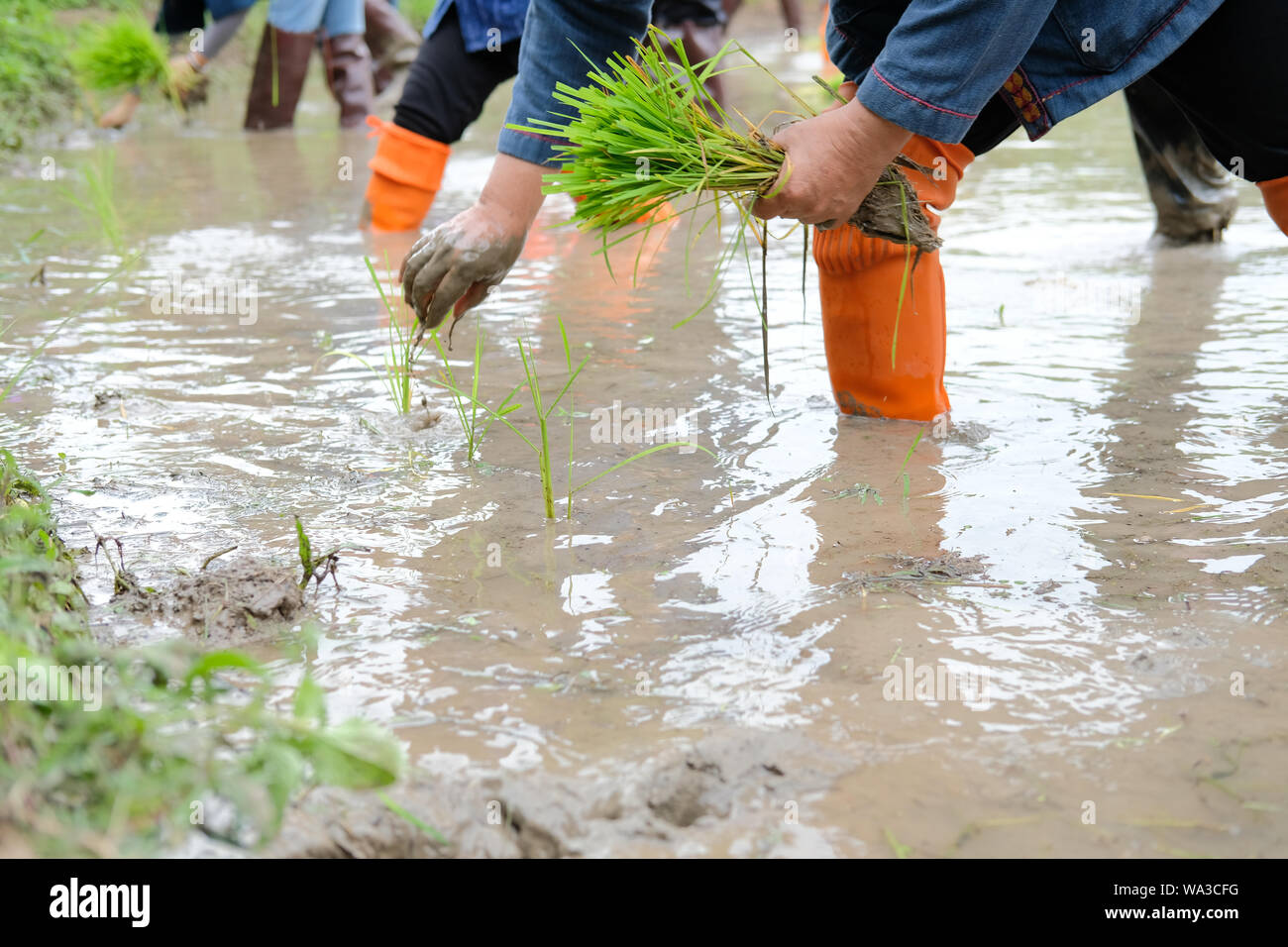 farmer growing rice in paddy field, people transplanting seedling Stock ...