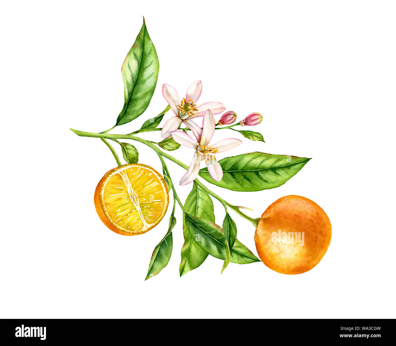 Orange fruit branch with flowers. Realistic botanical watercolor illustration with half slice citrus, hand drawn isolated floral design on white for f Stock Photo