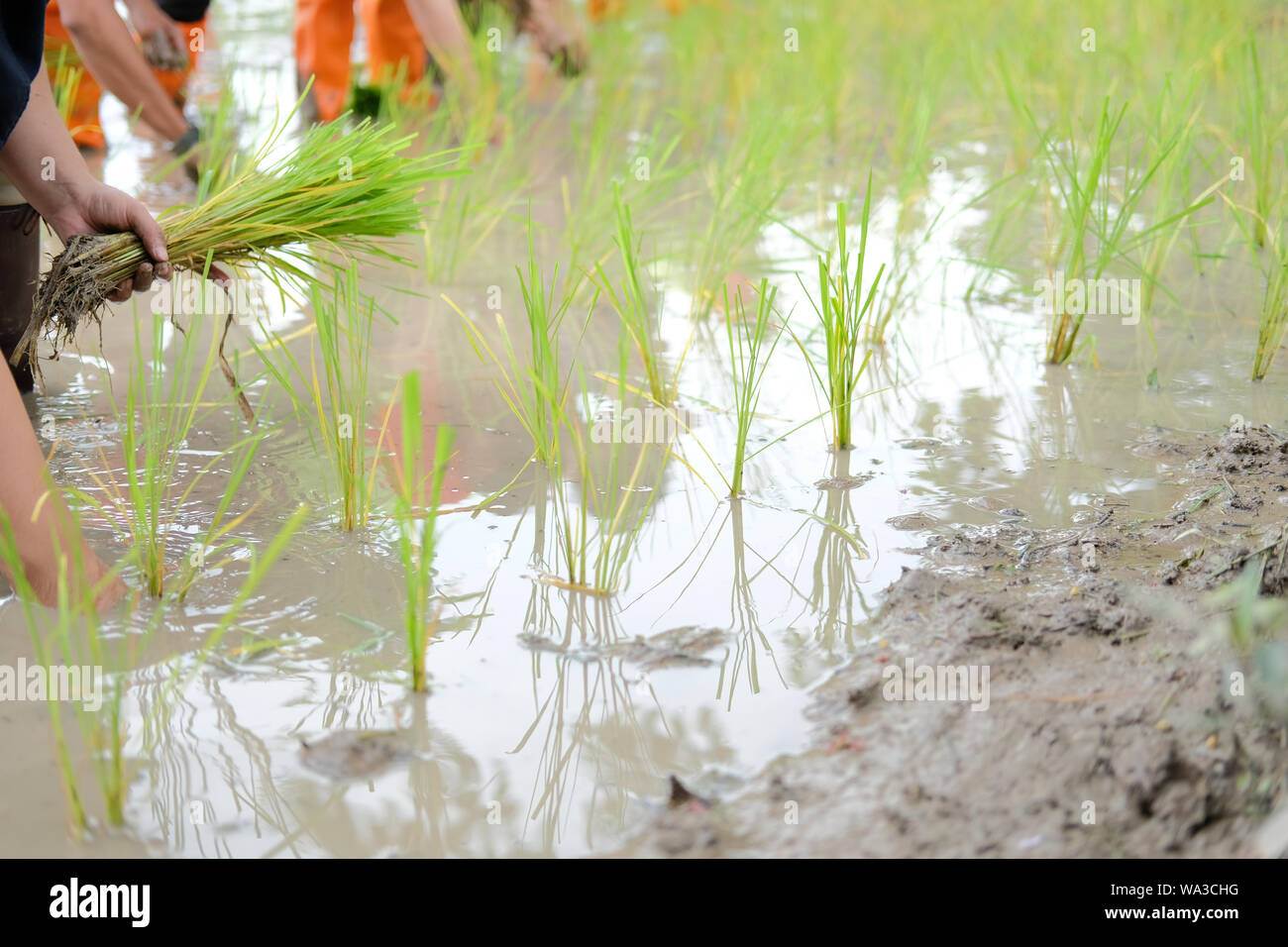 farmer growing rice in paddy field, people transplanting seedling Stock ...